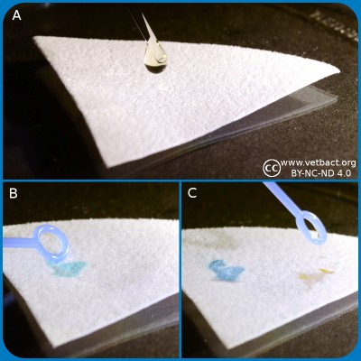 Indole test