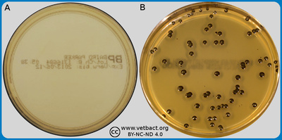 Baird-Parker agar