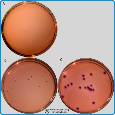 VRBG agar plates