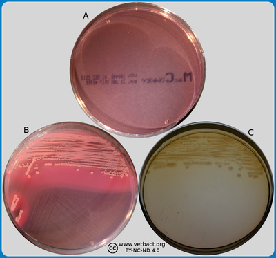 MacConkey agar