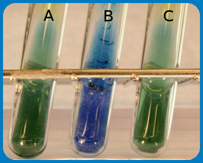 Citrate test Citrate test
