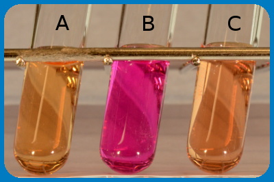 Urease test Urease test