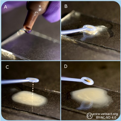 Potassium hydroxide test