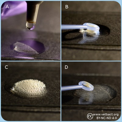 Catalase test