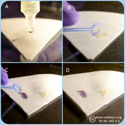 Oxidase test