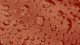 <p><strong>Fig. 131:1.</strong> Colonies of <i>Brachyspira alvinipulli</i> (strain C1<sup>T</sup>) cultivated on FAA agar at 42°C after 72 h.</p>

<p> </p>