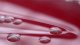 <p><strong>Fig. 142:2. </strong>Colonies of <i>Citrobacter freundii</i> cultivated on bovine blood agar during 24 h at 37°C. The total length of the scale bar is equivalent to 5 mm.</p>

<p> </p>