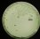 <p>Colonies of <i>Vibrio vulnificus</i>, strain VV100, cultivated on TCBS cholera agar during 24 h at 37°.</p>

<p> </p>
