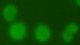 <p><strong>Fig. 34:2.</strong> Immunofluorescense photomicrograph of colonies of <i>Mycoplasmopsis bovis</i> strain BKT032768/08, cultivated on NPR agar during 5 days at 37°C with CO<sub>2</sub>.</p>

<p> </p>