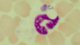 <p><strong>Fig. 45:2.</strong> Giemsa staining for <i>Anaplasma phagocytophilum</i> in blood smear. Erythrocytes are surrounding a granulocyte with a nucleus. In the granulocyte, it is possible to see a morulae containing tightly packed anaplasmas as well as some free anaplasmas.</p>

<p> </p>