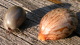 <p><strong>Fig. 99:3.</strong> Macro photography of a tick på (<i>Ixodes ricinus</i>) to the left and a seed of the castor bean (<i>Ricinus communis</i>) to the right. The tick is an adult female, which recently finished a blood meal on a cat. Camera: Nikon CoolPix 4500.</p>

<p> </p>