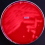 <p><strong>Fig. 140:1.</strong>Colonies of "<i>Brachyspira suanatina</i>" strain AN4859/03, cultivated on FAA agar during 3 days at 42°C in an anaerobic jar. Note the strong hemolysis, which is best visualized with light from below.</p>

<p> </p>