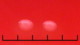 <p><strong>Fig. 57:1. </strong>Colonies of <i>Actinobacillus pleuropneumoniae</i>, strain CCUG 12837, cultiured for detection of satelitism on a horse blood agar plate with <em>Staphylococcus aureus</em>, strain CCUG 4151, streaked in the shape of a cross on a carpet of the bacterium to be investigated. The agar plate has been incubated during 24 h at 37°C. Note the streak of <i>S. aureus</i> in the upper part of the image. The total length of the scale bar is equivalent to 5 mm.</p>

<p> </p>