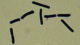 <p><strong>Fig. 24:4.</strong> Gram staining of <i>Clostridium botulinum</i>, type C, strain 07-V891 from liquid culture.</p>

<p> </p>