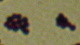 <strong>Fig. 135:3.</strong> Gram staining of <i>Staphylococcus pseudintermedius</i>, strain VB 001/09.
<p>