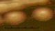 <p><strong>Fig. 64:2.</strong> Close up of colonies of <i>Legionella pneumophila</i> subsp. <i>pneumophila</i>, strain 28/93, cultivated aerobically during 48 h. on a Buffered Charcol Yeast Extract (BCYE) agar plate at 37°C. The total length of the scale bar is equivalent to 5 mm.</p>

<p> </p>