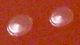 <p><strong>Fig. 106:3. </strong>Close up of colonies of <i>Actinobacillus lignieresii</i>, strain B10375/10, cultured aerobically and in the presence of 5% CO<sub>2</sub> during 24 h on chocolate agar at 37°C. The total length of the scale bar corresponds to 5 mm. Date: 2010-04-23.</p>

<p> </p>