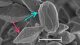 <p><strong>Fig. 187:1.</strong> Spores (blue arrows) and bipyramidal protein crystals (red arrows) of the Cry protein from <em>Bacillus thuringiensis</em>, serovar Kurstaki. This serovar can kill only leaf- and needle-feeding caterpillars. The length of the scale bar corresponds to 1 µm. Date: 2010-06-10.</p>

<p> </p>