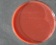 <p><b>Fig. 138:1.</b> Colonies of <i>Bartonella henselae</i>, strain Bart 198/03, cultivated aerobically on hematin agar with yeast extract during 9 days at 37°C in the presence of 5% CO<sub>2</sub>. The length of the scale bar is equivalent to 1 cm. Date: 2010-09-08.</p>

<p> </p>