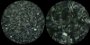 <p><b>Fig. 116:2.</b> Dark field photo micrograph of living <i>Leptospira borgpetersenii</i>, serogroup Ballum, serovar Ballum, strain M127. A and B show different magnification of the bacteria. At higher magnification (B) the arrow indicate a bacterium, where you can see the helical coiling pattern. This strain lacks the hooks (c.f. Fig. 116:1). Date: 2011-03-16.</p>

<p> </p>