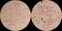 <p><b>Fig. 56:3.</b> Gram staining of <i>Pasteurella multocida</i> subsp. <i>multocida</i>, strain CCUG 224. The field B is a partial magnification (3 times) of A. The length of the scale bar corresponds to 5 µm. Date: 2011-03-22.</p>

<p> </p>