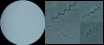 <p><b>Fig. 99:2.</b> Phase contrast photomicrograph of <i>Borrelia burgdorferi</i>, strain ACA-1. Image B-E show closeups of the bacteria. Note the wave shape of the bacteria. One of the bacteria in image D is turned 90° in relation to the other two bacteria, which makes it appear as almost straight. Image C and E show the same bacterium with different wave length. Date: 2011-04-25.</p>

<p> </p>