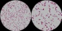 <p><strong>Fig. 70:4.</strong> Gram staining of <i>Salmonella enterica</i> subsp. <i>enterica</i>, serovar Typhimurium. The difference between A and B is the degree of magnification and the length of the scale bars is equivalen to 5 µm in both images. Date: 2012-04-03</p>

<p> </p>