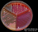 <p><b>Fig 69:7.</b> Colonies of <i>Klebsiella pneumoniae</i> subsp. <i>pneumonia</i>, strain CCUG 225<sup>T</sup>, cultivated aerobically on a <a href="/index.php?displayextinfo=43" target="_blank">SELMA plate</a>. The SELMA-plate contains bovine blood agar with aesculine (Sector 1), Mac Conkey agar (Sector 2) and mannitol salt agar (Sector 3). <i>Klebsiella</i> spp. does grow in all sectors except on mannitol salt agar. The SELMA plate was photographed with a dark background and with lighting from above. Date: 2012-06-16 and revised 2017-06-08.</p>

<p> </p>