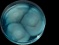<p><b>Fig. 70:10.</b> Cultivation (aerobic) of A, <i>Salmonella enterica</i> subsp. <i>enterica</i>, serovar Diarizonae (strain ???) on <a href="/vetbact/popup/popup.php?id=51" target="_blank">MSRV agar</a> at 41.5°C during 4 days. Compare Fig. 70:6 and 70:7 and note the difference in appearance. The application sites are denoted with arrows.</p>

<p> </p>