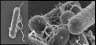 <p><strong>Fig. 24:3.</strong> Scanning electron micrograph of <i>Clostridium botulinum</i> type C/D, strain BKT015925. Note the flagella, which are clearly visible in both images. The lengths of the scale bars in A and B are equivalent to 4 µm and 0.4 µm, respectively. Date: 2013-02-13.</p>

<p> </p>