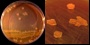 <p><strong>Fig. 73:5.</strong> Cultivation of <i>Proteus vulgaris</i>, strain SLV 476, on a blood MacConkey agar for 24 h at 37°C. Note that <i>P. vulgaris</i> is not swarming on MacConkey agar without NaCl. The lengths of the scale bars are equivalent to 10 mm in the left panel and 5 mm in the right panel. Date: 2013-12-26.</p>

<p> </p>