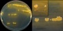 <b>Fig. 68:8.</b> Colonies of <i>Escherichia coli</i>, strain VB 008/14, cultivated aerobically on CLED agar at 37°C during 24 h. A, overview; B, close-up (photo montage). From the overview, it is evident that the indicator has changed colour around the colonies, which thus ferment lactose. The lengths of the scale bars are equivalent to 10 and 5 mm, respectively. Date: 2014-01-22.
<p>