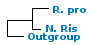<strong>Fig. 228:1.</strong> Phylogenetic tree based on 16S rRNA gene sequences, which illustrates the relations between members of the classes <i>α-proteobacteria</i> and <i>β-proteobacteria</i>, which are indicated with vertical bars. All taxa in the tree belong to the phylum <i>Proteobacteria</i> except <i>Fusobacterium necrophorum</i> subsp. <i>necrophorum</i>, which belongs to the phylum <i>Fusobacteria</i>. Names of taxa in blue are included in VetBact and taxa in bold are included in this  bacterial page.</p> 

<p>The tree was generated on line by using the computer program "Tree Builder" at <a href="http://rdp.cme.msu.edu/" target="_blank">the website of RDP</a>. <i>F. necrophorum</i> subsp. <i>necrophorum</i> was chosen as outgroup. (T) means type strain. Date 2015-12-10.</p>