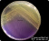 <p><strong>Fig. 107:4.</strong> Colonies of <i>Actinobacillus equuli</i> subsp. <i>equuli</i>, strain CCUG 2041, cultured on purple agar at 37°C during 24 h. Note that the colour change around the colonies of <i>A. equuli</i> subsp. <i>equuli </i>shows that lactose is fermented during acid production. The total length of the scale bar is equivalent to 10 mm. Date: 2016-10-06.</p>

<p> </p>
