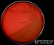 <p><strong>Fig. 107:2.</strong> Colonies of <i>Actinobacillus equuli</i> subsp. <i>equuli</i>, strain CCUG 2041, cultured aerobically on bovine blood agar at 37°C during 24 h. The image shows a plate, which has been photographed with lighting from below to see if hemolysis has occured. This bacterium do not produce hemolysis on blood agar. The total length of the scale bar is equivalent to 1 cm. Date: 2016-10-11.</p>

<p> </p>