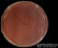 <p><strong>Fig. 72:1.</strong> Streak of <i>Proteus mirabilis</i> on bovine blood agar. Note that <i>Proteus</i> spp. swarm on blood agar and discrete colonies are, therefore not formed. The length of the scale bar is equivalent to 1 cm. Date: 2016-10-19.</p>

<p> </p>