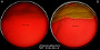 <p><strong>Fig. 85:3.</strong> Colonies of <i>Listonella anguillarum</i> cultivated on bovine blood agar at 30°C. The agar plates were photographed with lighting from below to show hemolysis. A. Cultivation during 24 h; B. Cultivation during 48 h. The total length of the respective scale bars is equivalent to 1 cm.</p>

<p> </p>