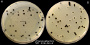 <p><b>Fig. 29:4.</b> Colonies of <i>Clostridium perfringens</i> cultivated on <a href="http://www.vetbact.org/vetbact/?displayextinfo=98" target="_blank"><b><b>TSC-agar</b></b></a> without lecithin (A) and with lecithin (B). Note the precipitation zone around the colonies in plate B. The length of the scale bar is equivalent to 1 cm. Date: 2017-05-10.</p>

<p> </p>
