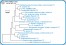 <p><strong>Fig. 156:6.</strong> Phylogenetic tree, which is based on 16S rRNA gene sequences ond show the natural relations between members of the family <em>Enterobacteriaceae, </em>which belongs to the phylum<em> </em> <em>Proteobacteria</em>. Note that the genera <em>Klebsiella</em> and <em>Citrobacter</em> are very closely related.</p>

<p>The tree was genererated by using the  computer program "Tree Builder" at <a href="http://rdp.cme.msu.edu/" target="_blank">RDP's web site</a>. <em>Clostridium botulinum</em>, typ C, which belongs to phylum <em>Tenericutes,</em> was used as outgroup. (T) means typ strain. The length of the scale bar is equivalent to one nucleotide difference per 100 nucleotide positions. Date: 2018-02-01.</p>