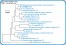 <p><strong>Fig. 224:1.</strong> Phylogenetic tree, which is based on 16S rRNA gene sequences ond show the natural relations between members of the family <em>Enterobacteriaceae, </em>which belongs to the phylum<em> </em> <em>Proteobacteria</em>. Note that the genera <em>Klebsiella</em> and <em>Citrobacter</em> are very closely related.</p>

<p>The tree was genererated by using the  computer program "Tree Builder" at <a href="http://rdp.cme.msu.edu/" target="_blank">RDP's web site</a>. <em>Clostridium botulinum</em>, typ C, which belongs to phylum <em>Tenericutes,</em> was used as outgroup. (T) means typ strain. The length of the scale bar is equivalent to one nucleotide difference per 100 nucleotide positions. Date: 2018-02-01.</p>
