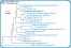 <p><strong>Fig. 142:4.</strong> Phylogenetic tree, which is based on 16S rRNA gene sequences ond show the natural relations between members of the family <em>Enterobacteriaceae, </em>which belongs to the phylum<em> </em> <em>Proteobacteria</em>. Note that the genera <em>Citrobacter </em> and <em>Klebsiella</em> are very closely related.</p>

<p>The tree was genererated by using the  computer program "Tree Builder" at <a href="http://rdp.cme.msu.edu/" target="_blank">RDP's web site</a>. <em>Clostridium botulinum</em>, typ C, which belongs to phylum <em>Tenericutes,</em> was used as outgroup. (T) means typ strain. The length of the scale bar is equivalent to one nucleotide difference per 100 nucleotide positions. Date: 2018-02-01.</p>