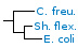 <p><strong>Fig. 77:4.</strong> Phylogenetic tree, which is based on 16S rRNA gene sequences and shows the natural relations between members of the family <em>Enterobacteriaceae, </em>which belongs to the phylum<em> </em> <em>Proteobacteria</em>.</p>

<p>The tree was genererated by using the  computer program "Tree Builder" at <a href="http://rdp.cme.msu.edu/" target="_blank">RDP's web site</a>. <em>Clostridium botulinum</em>, typ C, which belongs to phylum <em>Tenericutes,</em> was used as outgroup. (T) means typ strain. The length of the scale bar is equivalent to one nucleotide difference per 100 nucleotide positions. Date: 2018-05-17.</p>