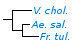 <p><strong>Fig. 64:4.</strong> Phylogenetic tree, which is based on 16S rRNA gene sequences and shows the natural relations between some families within the phylum<em> </em> <em>Proteobacteria</em>. The species on this page is shown in bold and species which are included in Vetbact are shown in blue font.</p>

<p>The tree was genererated by using the  computer program "Tree Builder" at <a href="http://rdp.cme.msu.edu/" target="_blank">RDP's web site</a>.  The family <em>Enterobacteriaceae </em>is not represented in this tree and <em>Plesiomonas shigelloides</em>, which belongs to the family <em>Enterobacteriaceae, </em>was therefore used as outgroup. (T) means typ strain.  Date: 2018-09-13.</p>