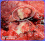 <p><strong>Fig. 14:4 </strong> Autopsy findings from a horse suffering from <em>Streptococcus equi </em>subsp.<em> equi</em>. The image shows a mandibular lymph node with pus. Date: 2022-04-29.</p>

<p>For comparison, here is an <a href="#" onclick="OpenWindow('/popup/image.php?imgtable=vetbact_images&imgid=846&lang=en','Ref846','scrollbars=yes,width=630,height=710')" title="Opens in a new window">image of a lymph node</a> from an uninfected horse.</p>