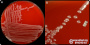 <p><b>Fig. 284:1.</b> Closeup of colonies of <i>Moraxella canis</i>, cultivated on horse blood agar during 24 h at 37°C in the presence of 5% CO<sub>2</sub>. The total length of the scale bars in B is equivalent to 3 mm.  Date: 2025-12-30.</p>
