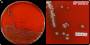 <i>Streptococcus pluranimalium</i>